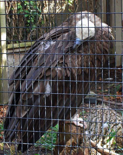 IMGP0844-Zoo